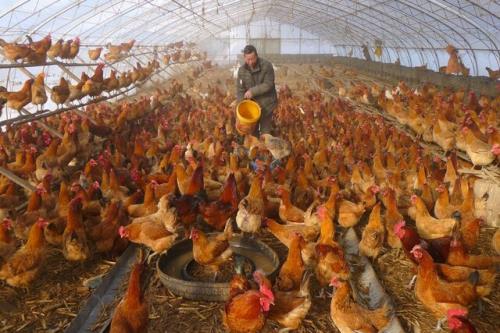 شناسایی موردی از ابتلای انسانی به آنفلوآنزای پرندگان در جنوب چین