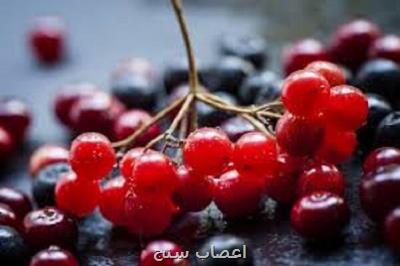 کرنبری از مبتلاشدن به زوال عقل پیشگیری می کند