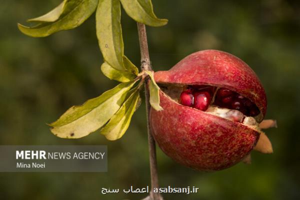 سلامت خودرا با خوردن انار گارانتی کنید