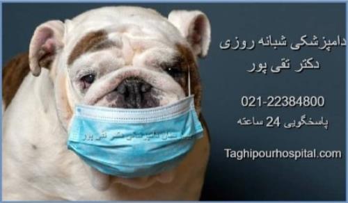 شماره دامپزشکی شبانه روزی - آدرس و تلفن بیمارستان دامپزشکی در تهران
