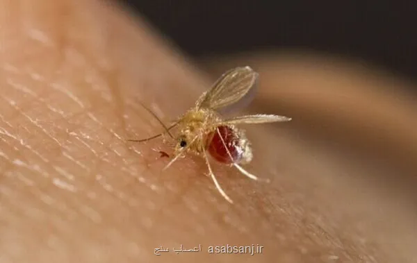 ابتلای ۴۸۰۰ نفر به سالک امسال