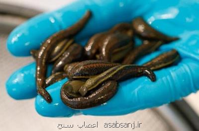 صنعت زالو فناور می شود