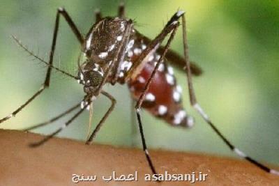 پشه آئدس در بندركنگ